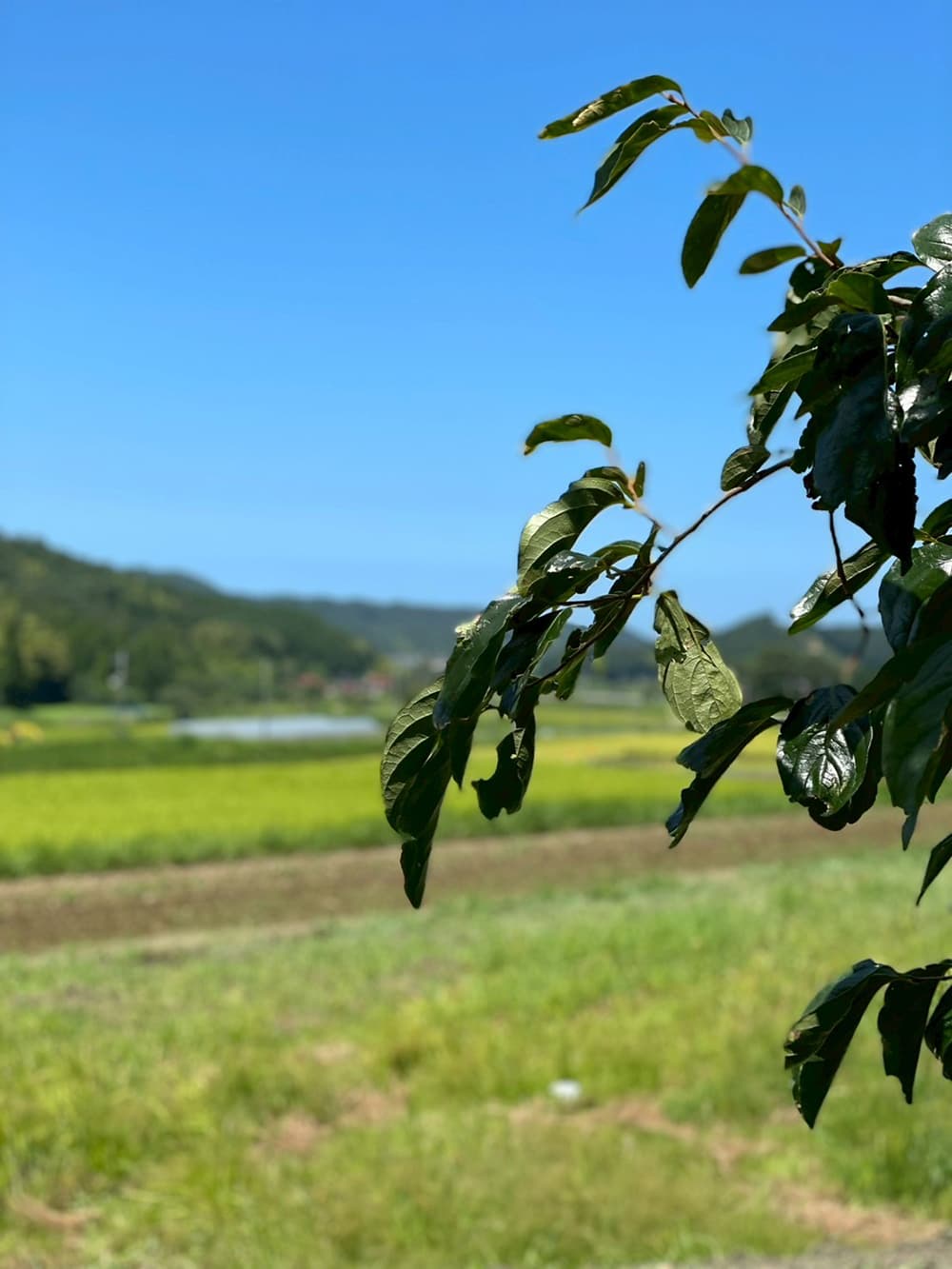 暮らしと喫茶 灯