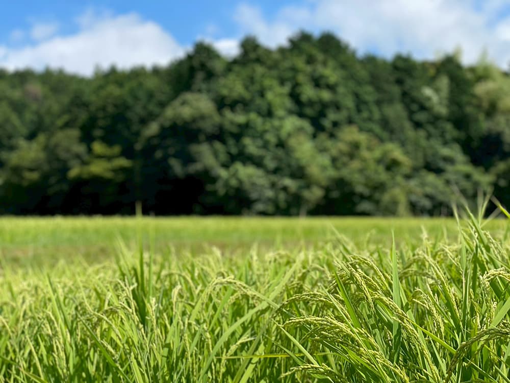 暮らしと喫茶 灯